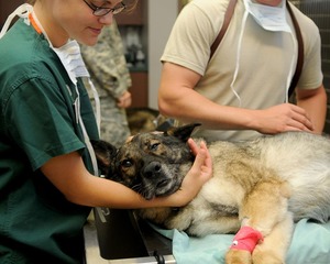 veterinary, clinic, veterinarian, dog, patient, animal, pet, canine, nature, comforting, care, medicine, medical, brown dog, brown animals, brown medical, brown medicine, brown care