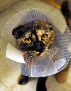 cat, collar, spayed, tortoiseshell, pet, animal, feline, domestic, veterinary, kitten, care, paw, fur, whiskers, nature, medical, mammal, tail, fluffy, tabby, surgery, patient, clinic, health, treatment, companion, brown health, brown medical, brown care