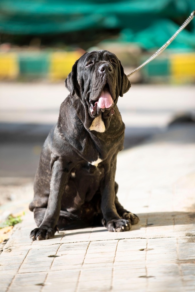 dog, pet, canine, leash, animal, fur, snout, nature, mammal, dog portrait, animal world