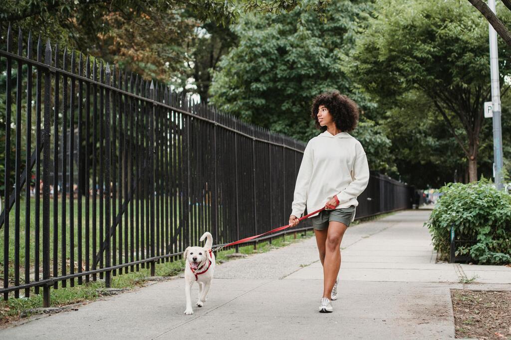 A young woman walking her white dog on a leash along a city sidewalk in a park setting.