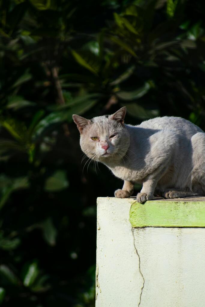 A stray cat basking in the sun on a green-walled ledge with lush foliage in the background.