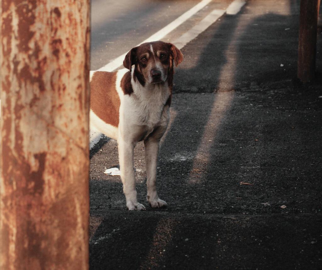 A brown and white stray dog stands on an urban street in Georgia, bathed in warm sunlight.