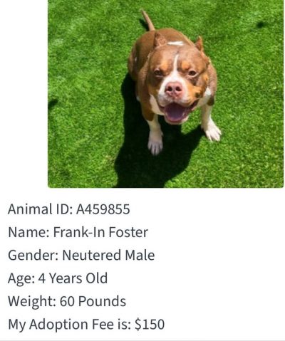 How Much Do Dogs Cost to Adopt: A Budget-Friendly Guide